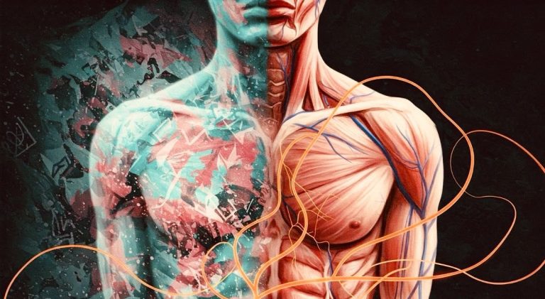 Illustrazione artistica dei muscoli del busto umano e dei flussi della circolazione sanguigna e linfatica corporea.