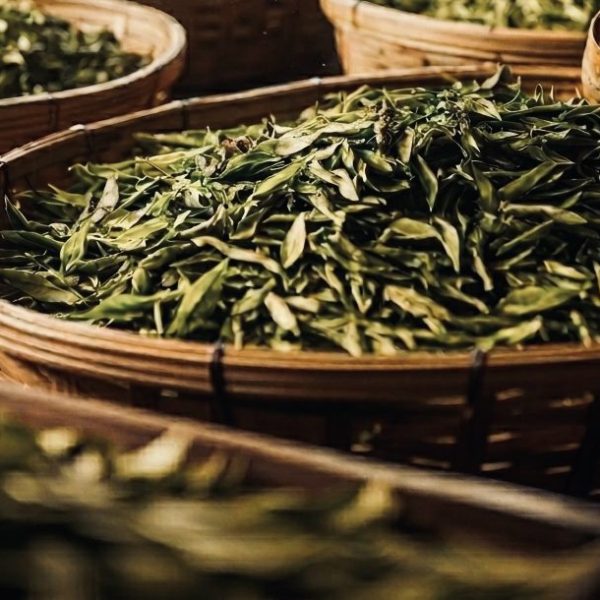Foglie Verdi di Camellia Sinesis nei cesti di Bambù