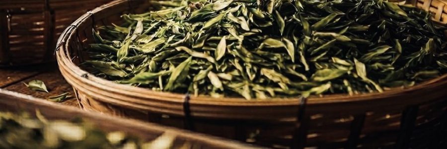 Foglie Verdi di Camellia Sinesis nei cesti di Bambù
