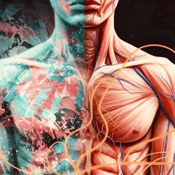 Illustrazione artistica dei muscoli del busto umano e dei flussi della circolazione sanguigna e linfatica corporea.